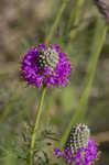 Purple prairie clover